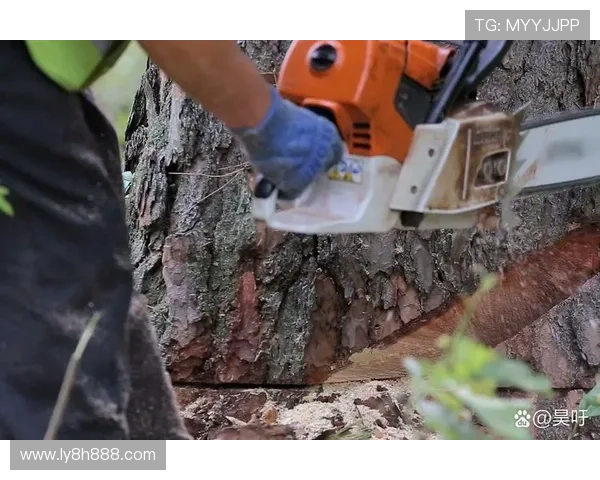 国际伐木工锦标赛爬树三十秒坠落五秒的极限瞬间速度与力量对决现场纪实